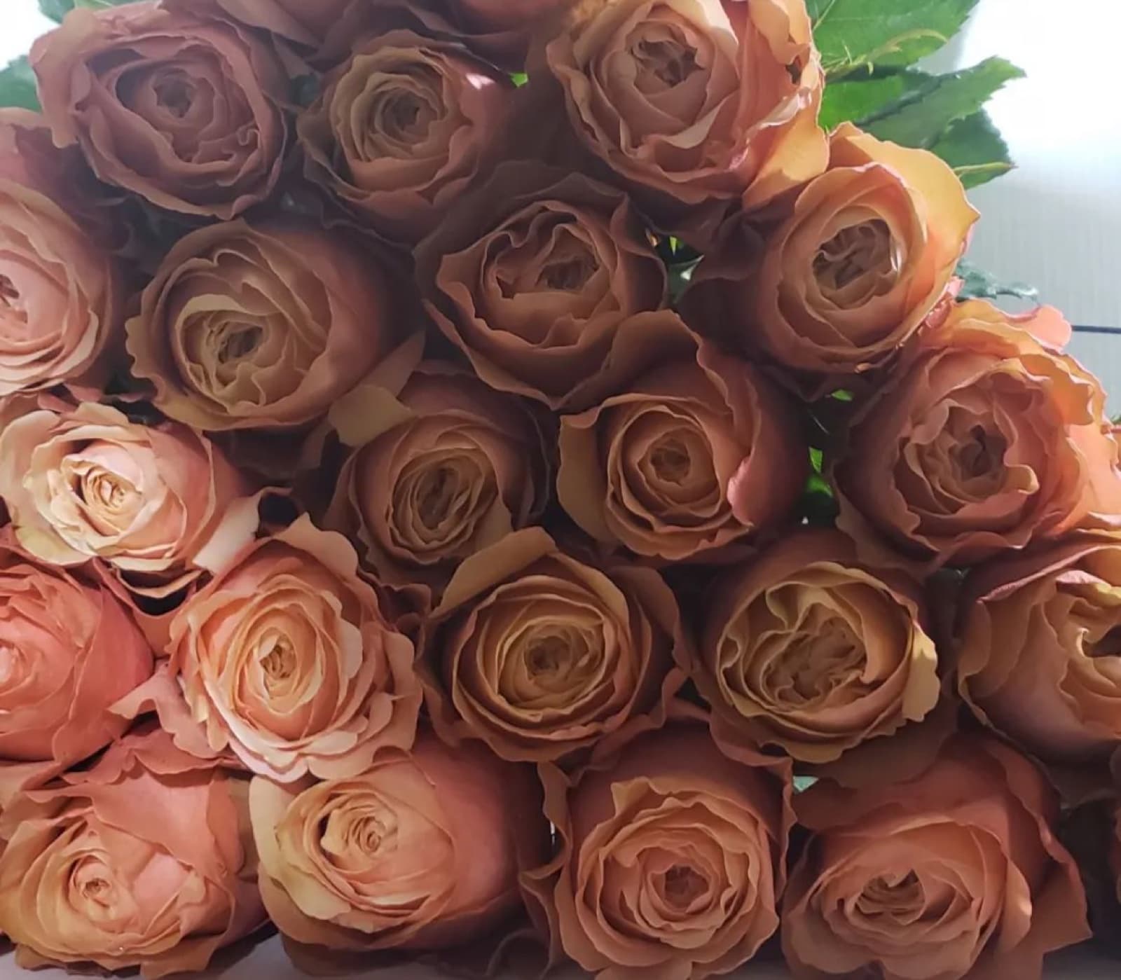 Frutteto — peach & coral tones