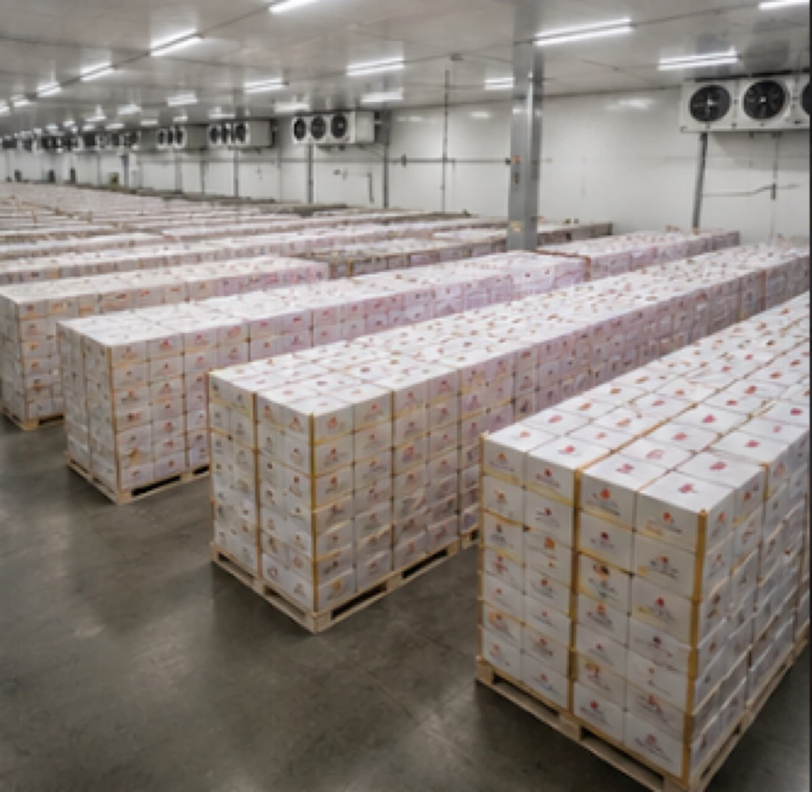 Cold room, export-ready