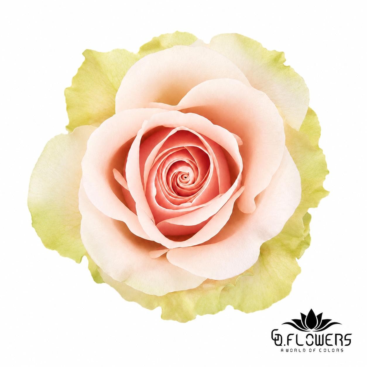Rose Peach FRUTTETO 60cm