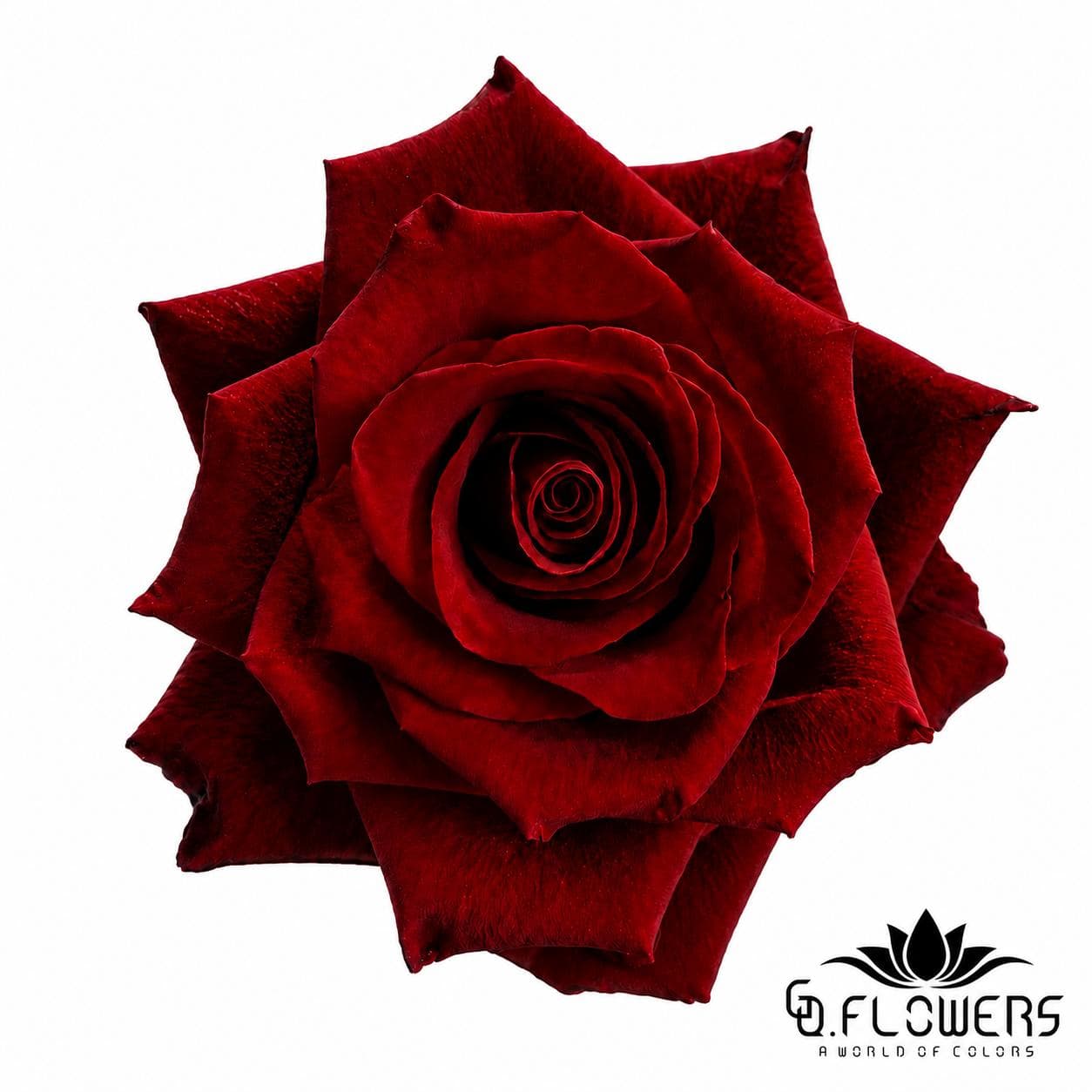 Rose Red EXPLORER 100cm