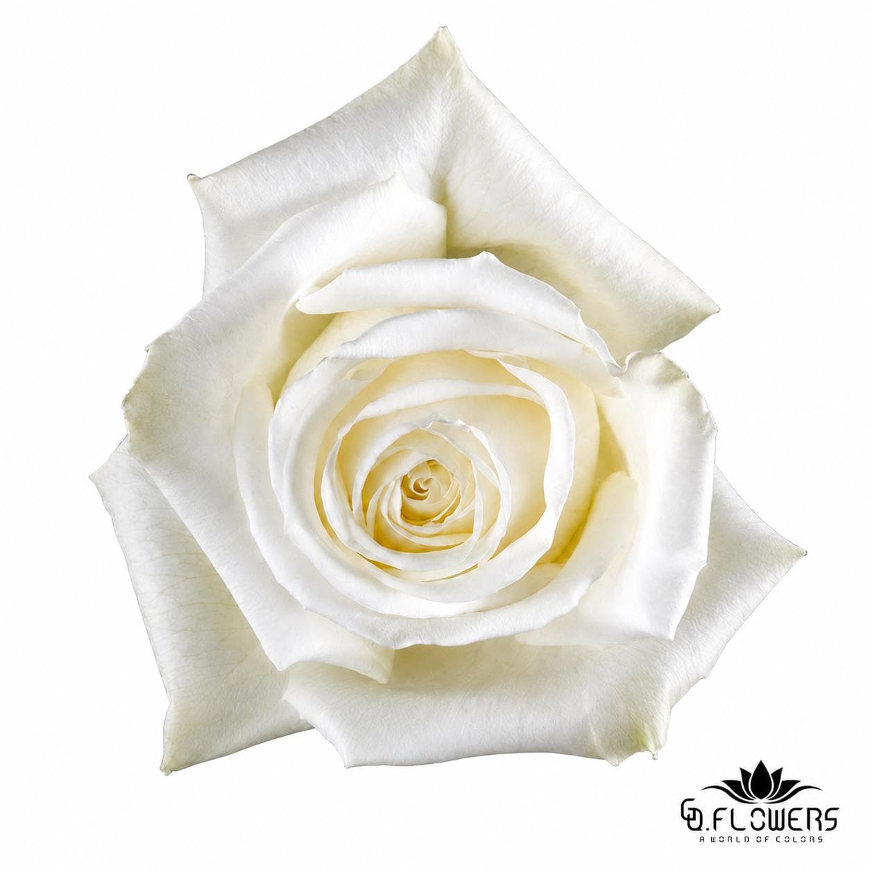 Rose White PLAYA BLANCA 50cm