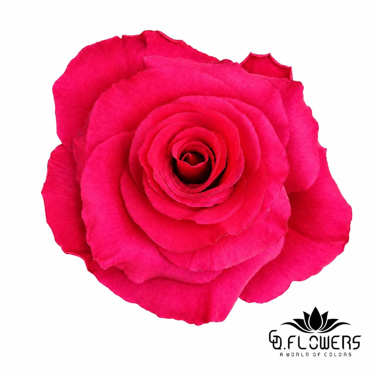 Rose Pink HOT EXPLORER 60cm