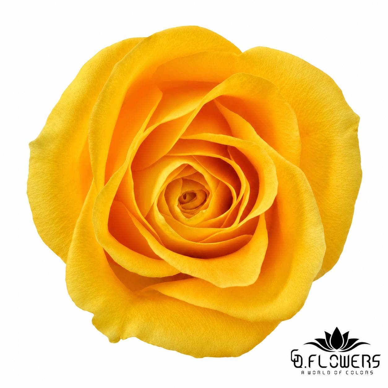 Rose Yellow BRIGHTON 50cm